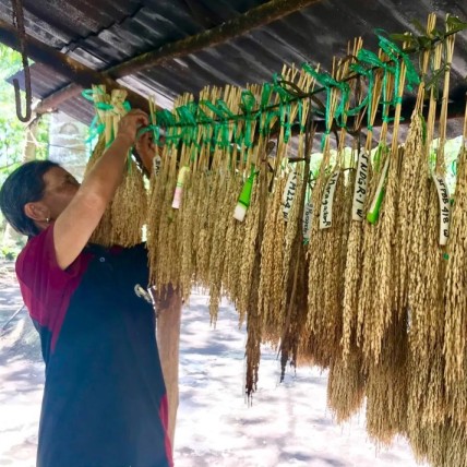 Free trade puts Philippine seed system at risk